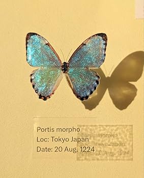 Amazon.co.jp: ポルティスモルフォ蝶 : おもちゃ